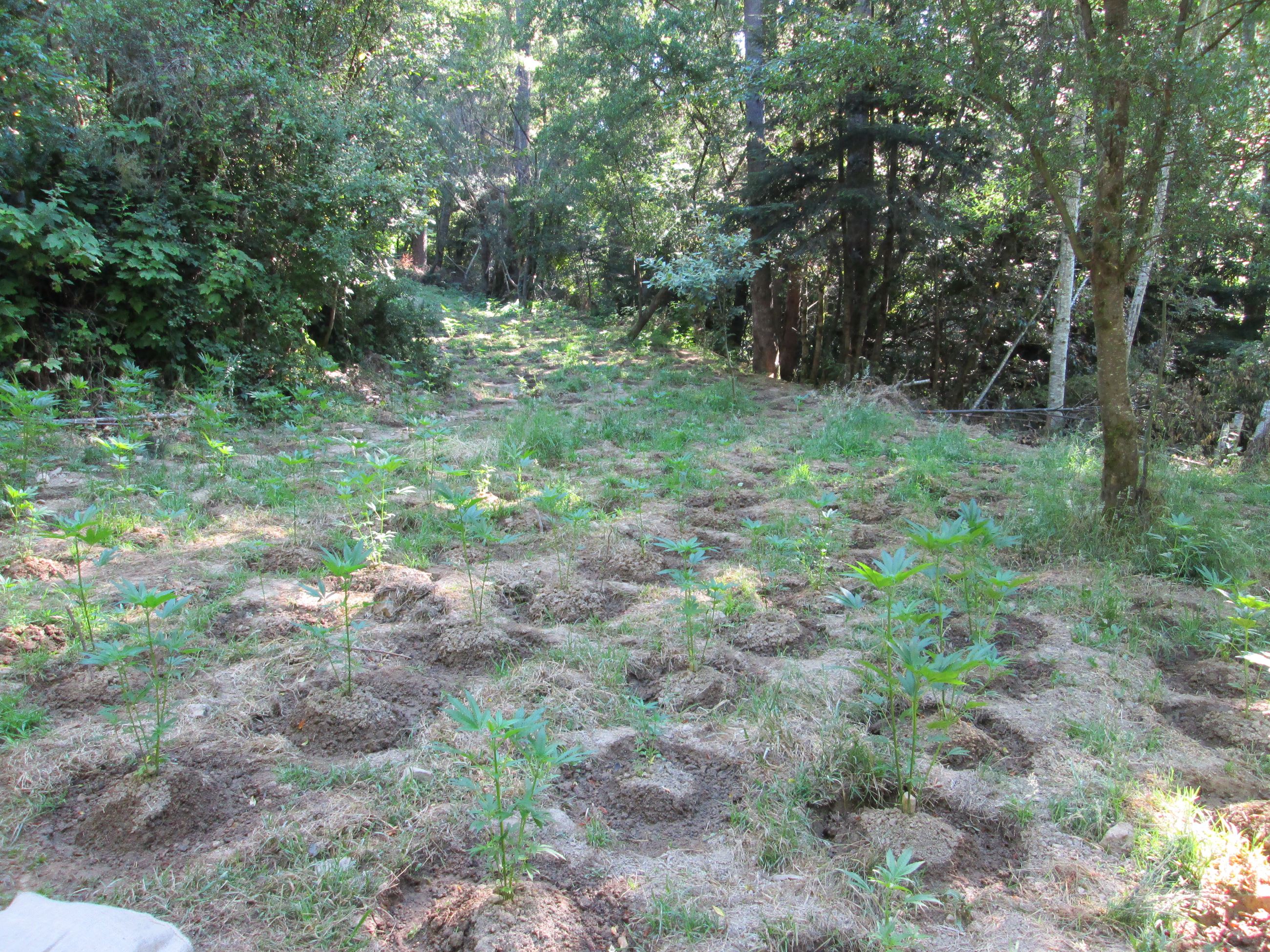 Trespass Marijuana Grow - 201603359